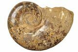 Jurassic Ammonite (Hemilytoceras) Fossil - Madagascar #226725-1